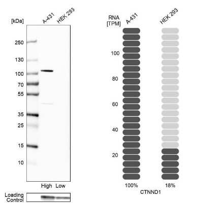 Western Blot: p120-catenin Antibody [NBP2-38130]