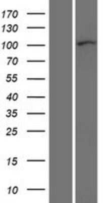 Western Blot: p120-catenin Overexpression Lysate [NBP2-10650]