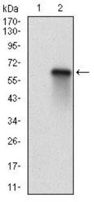 Western Blot: p130 Antibody (2C8A8)BSA Free [NBP2-52551]