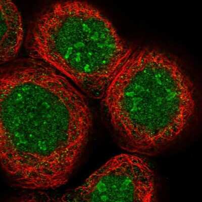 Immunocytochemistry/ Immunofluorescence: p130 Antibody [NBP1-82455]