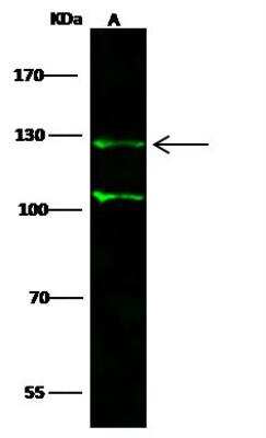 Western Blot: p130 Antibody [NBP3-12776]