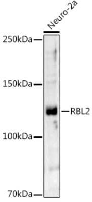 Western Blot: p130 AntibodyAzide and BSA Free [NBP3-15468]