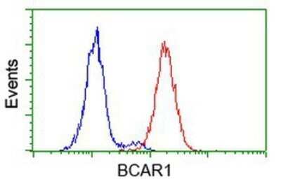 Flow Cytometry: p130Cas/BCAR1 Antibody (OTI1A9) - Azide and BSA Free [NBP2-73181]