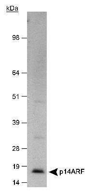 Western Blot: p14ARF/CDKN2A AntibodyBSA Free [NB200-111]