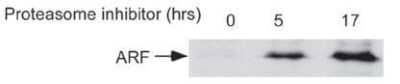 Western Blot: p14ARF/CDKN2A AntibodyBSA Free [NB200-111]