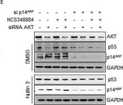 Knockdown Validated: p14ARF/CDKN2A Antibody - BSA Free [NB200-111]