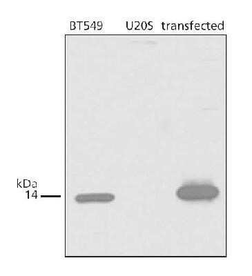 Western Blot: p14ARF/CDKN2A Antibody [NB200-159]