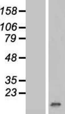 Western Blot: p15INK4b/CDKN2B Overexpression Lysate [NBP2-10514]