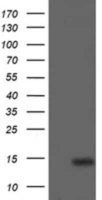 Western Blot: p15INK4b/CDKN2B Antibody (OTI3B6)Azide and BSA Free [NBP2-73184]