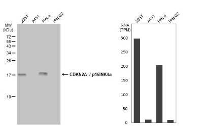 Western Blot: p16INK4a/CDKN2A Antibody (GT1249) [NBP3-13669]