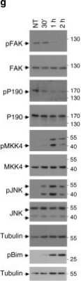 Western Blot: p190RhoGAP Antibody [NB100-88154]