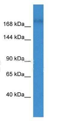 Western Blot: p190RhoGAP Antibody [NBP1-80051]