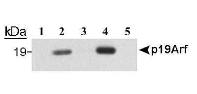 Western Blot: p19ARF/CDKN2A Antibody (5-C3-1)Azide and BSA Free [NBP2-80897]