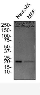 Western Blot: p19ARF/CDKN2A Antibody (5-C3-1)Azide and BSA Free [NBP2-80897]