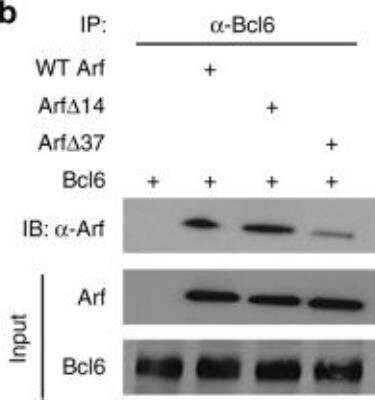 Western Blot: p19ARF/CDKN2A Antibody (5-C3-1)BSA Free [NB200-174]