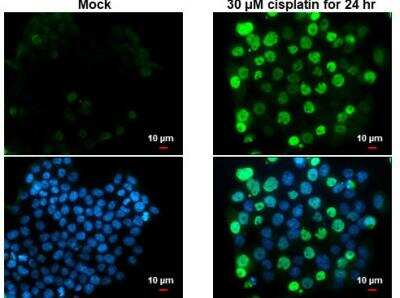 Immunocytochemistry/ Immunofluorescence: p21/CIP1/CDKN1A Antibody (1032) [NBP2-43697]