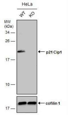 Knockout Validated: p21/CIP1/CDKN1A Antibody (1032) [NBP2-43697]