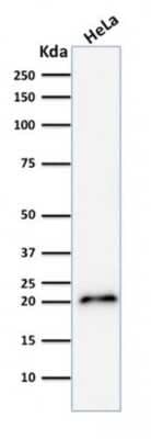 Western Blot: p21/CIP1/CDKN1A Antibody (CIP1/2275R)Azide and BSA Free [NBP2-80489]