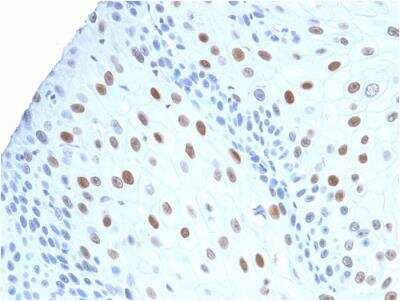 Immunohistochemistry-Paraffin: p21/CIP1/CDKN1A Antibody (CIP1/2275R) [NBP2-80488]