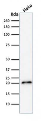 Western Blot: p21/CIP1/CDKN1A Antibody (CIP1/2275R) [NBP2-80488]