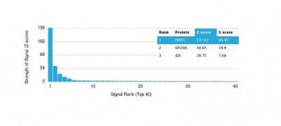 Protein Array: p21/CIP1/CDKN1A Antibody (CIP1/4377R) - Azide and BSA Free [NBP3-08961]