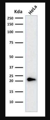 Western Blot: p21/CIP1/CDKN1A Antibody (CIP1/823 + DCS-60.2)Azide and BSA Free [NBP2-47897]