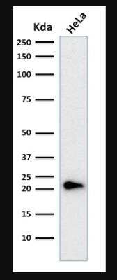 Western Blot: p21/CIP1/CDKN1A Antibody (CIP1/823 + DCS-60.2) [NBP2-44529]