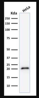 Western Blot: p21/CIP1/CDKN1A Antibody (CIP1/823)Azide and BSA Free [NBP2-47783]