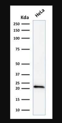 Western Blot: p21/CIP1/CDKN1A Antibody (DCS-60.2)Azide and BSA Free [NBP2-47781]