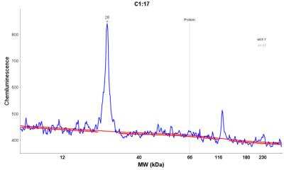 Simple Western: p21/CIP1/CDKN1A Antibody (DCS-60.2) [NBP2-44525]