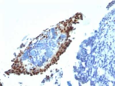 Immunohistochemistry-Paraffin: p21/CIP1/CDKN1A Antibody (HJ21) - Azide and BSA Free [NBP2-47896]