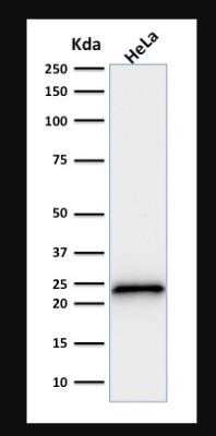 Western Blot: p21/CIP1/CDKN1A Antibody (SPM306)Azide and BSA Free [NBP2-47782]