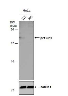 Knockout Validated: p21/CIP1/CDKN1A Antibody [NBP2-19652]