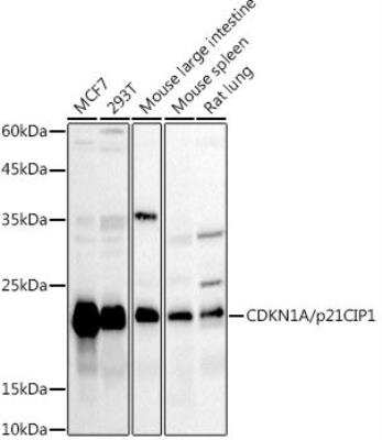 Western Blot: p21/CIP1/CDKN1A AntibodyBSA Free [NBP3-03297]