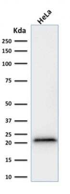 Western Blot: p21/CIP1/CDKN1A Antibody (rCIP1/823)Azide and BSA Free [NBP3-09174]