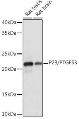 Western Blot: p23/PTGES3 Antibody (10M9W8) [NBP3-16586]