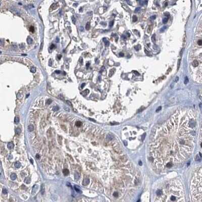 Immunohistochemistry-Paraffin: p23/PTGES3 Antibody [NBP1-85486]