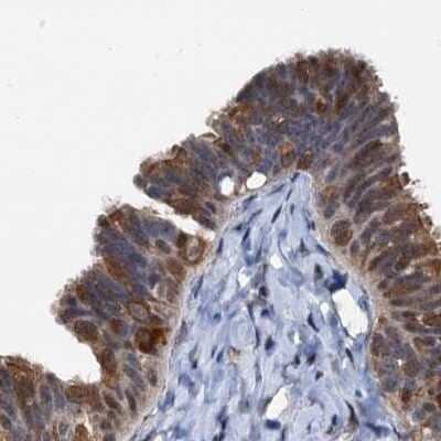Immunohistochemistry-Paraffin: p23/PTGES3 Antibody [NBP1-85486]