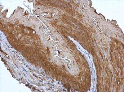 Immunohistochemistry-Paraffin: p23/PTGES3 Antibody [NBP2-19999]