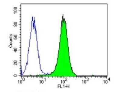 Flow Cytometry: p23/PTGES3 Antibody (JJ3) [NB300-576]