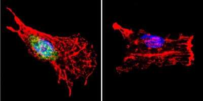 Immunocytochemistry/ Immunofluorescence: p23/PTGES3 Antibody (JJ3) [NB300-576]