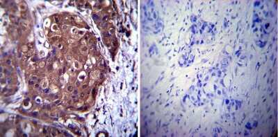 Immunohistochemistry-Paraffin: p23/PTGES3 Antibody (JJ3) [NB300-576]