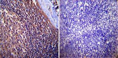 Immunohistochemistry-Paraffin: p23/PTGES3 Antibody (JJ3) [NB300-576]