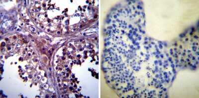 Immunohistochemistry-Paraffin: p23/PTGES3 Antibody (JJ3) [NB300-576]