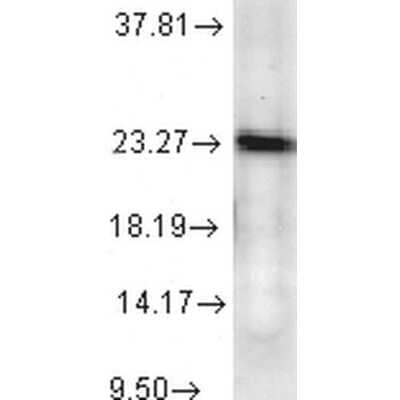 Western Blot: p23/PTGES3 Antibody (JJ6) [NB110-96879]