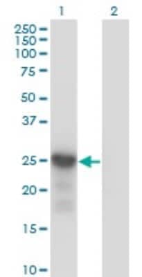 Western Blot: p27/Kip1 Antibody (4B4-E6) [H00001027-M01]