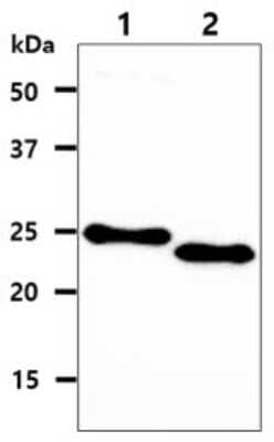 Western Blot: p27/Kip1 Antibody (7B9)BSA Free [NBP2-59444]