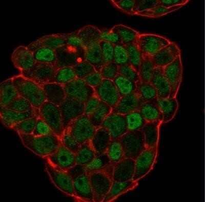 Immunocytochemistry/ Immunofluorescence: p27/Kip1 Antibody (KIP1/769) - Azide and BSA Free [NBP2-47769]