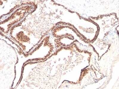 Immunohistochemistry-Paraffin: p27/Kip1 Antibody (KIP1/769) - Azide and BSA Free [NBP2-47769]