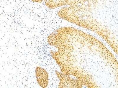 Immunohistochemistry-Paraffin: p27/Kip1 Antibody (KIP1/769) [NBP2-44495]